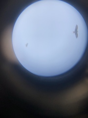 Milvus migrans