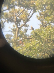 Milvus migrans