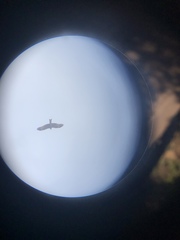 Milvus migrans