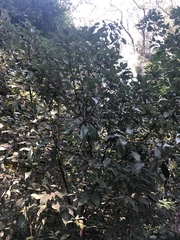 Cinnamomum camphora