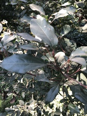 Cinnamomum camphora
