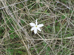 Narcissus serotinus