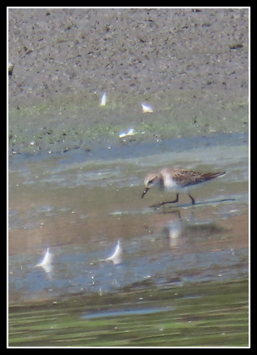 iNaturalist observation photo of Semipalmated Sandpiper