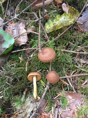 Cortinarius transatlanticus