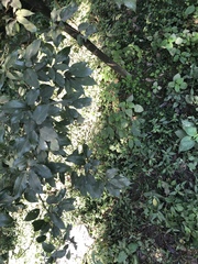 Cinnamomum camphora
