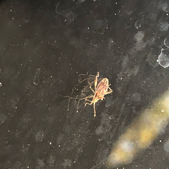 Harmostes fraterculus