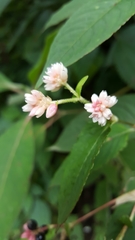 Koenigia campanulata