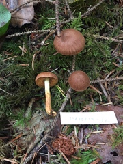 Cortinarius transatlanticus