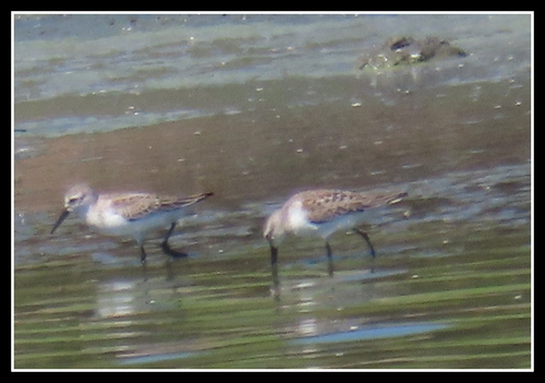 iNaturalist observation photo of Western Sandpiper
