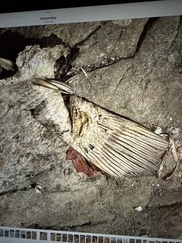 Aplodinotus grunniens