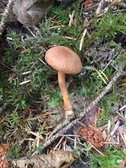 Cortinarius transatlanticus