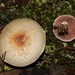 Rosy Wood Mushroom - Photo (c) Σάββας Ζαφειρίου (Savvas Zafeiriou), some rights reserved (CC BY-NC), uploaded by Σάββας Ζαφειρίου (Savvas Zafeiriou)