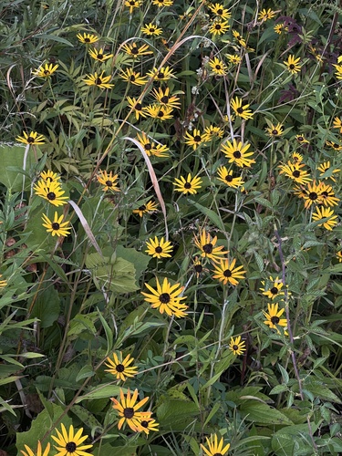 Marsh Coneflower (Rudbeckia palustris)