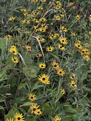 Nathan Aaron, CC BY, iNaturalist via GBIF Rudbeckia palustris, photograph Nathan Aaron, CC BY, iNaturalist via GBIF