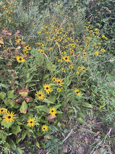 Rudbeckia palustris, photograph 4