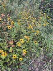 Nathan Aaron, CC BY, iNaturalist via GBIF Rudbeckia palustris, photograph Nathan Aaron, CC BY, iNaturalist via GBIF