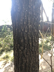 Angiospermae