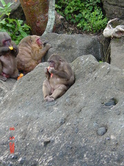 Macaca arctoides