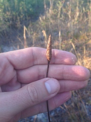 Xyris caroliniana