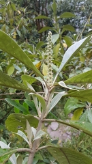 Leucosceptrum canum