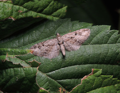 Eupithecia ericeata