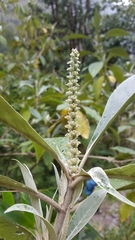 Leucosceptrum canum
