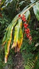 Hedychium spicatum