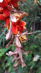 Hedychium spicatum