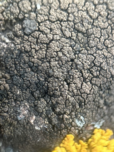 Drummond's rock pimple lichen