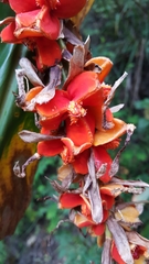 Hedychium spicatum