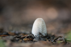 Coprinopsis lagopides