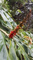 Hedychium spicatum