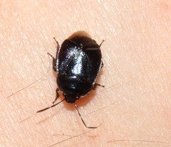 Canthophorus melanopterus