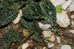 Cyclamen graecum