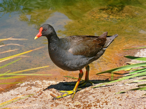 Dusky Moorhen, photo 6 of 8