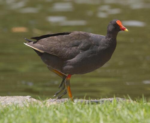 Dusky Moorhen, photo 7 of 8