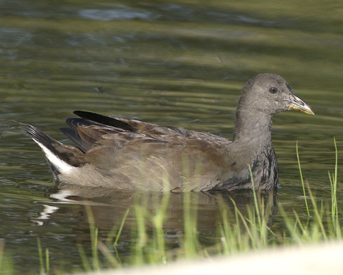 Dusky Moorhen, photo 8 of 8