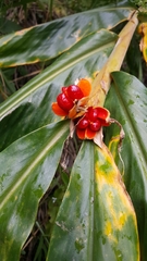 Hedychium spicatum