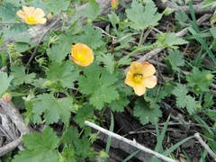 Modiolastrum malvifolium