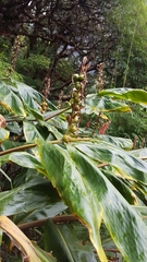 Hedychium spicatum