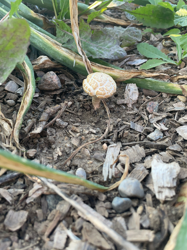 Spring Fieldcap