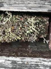 Cladonia cristatella