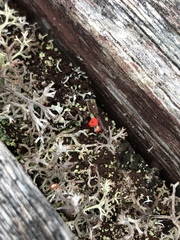 Cladonia cristatella