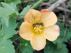 Modiolastrum malvifolium