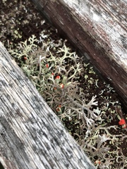 Cladonia cristatella