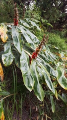 Hedychium spicatum
