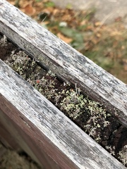 Cladonia cristatella