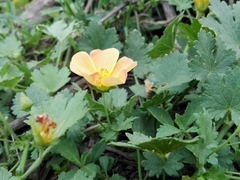 Modiolastrum malvifolium