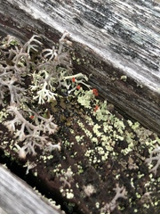 Cladonia cristatella