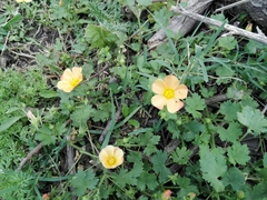 Modiolastrum malvifolium